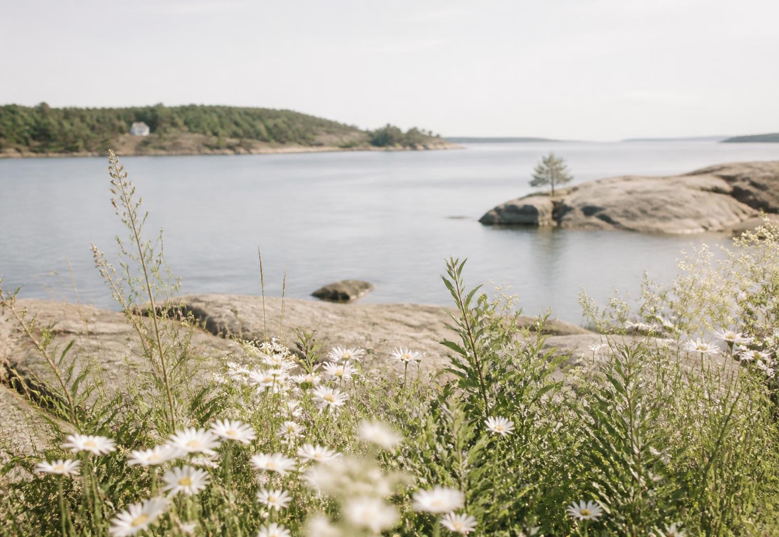 Sommerlandskap ved sjøen i Vestfold